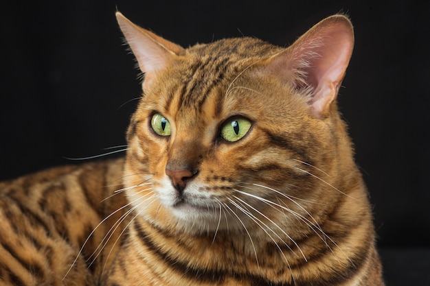 Free Photo golden bengal cat on black wall