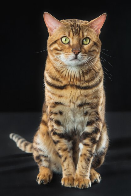 Golden Bengal Cat on black wall