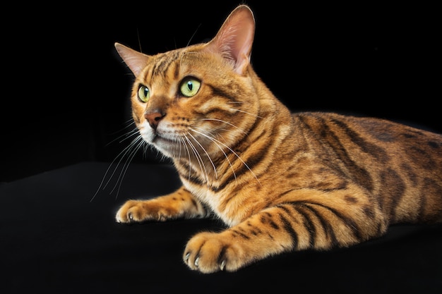 Golden Bengal Cat on black wall