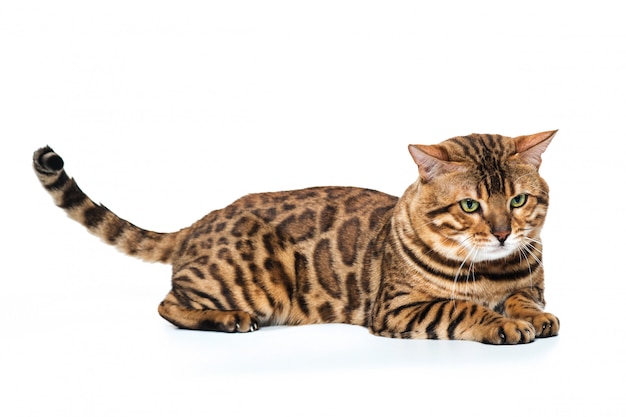 Free photo golden bengal cat on white