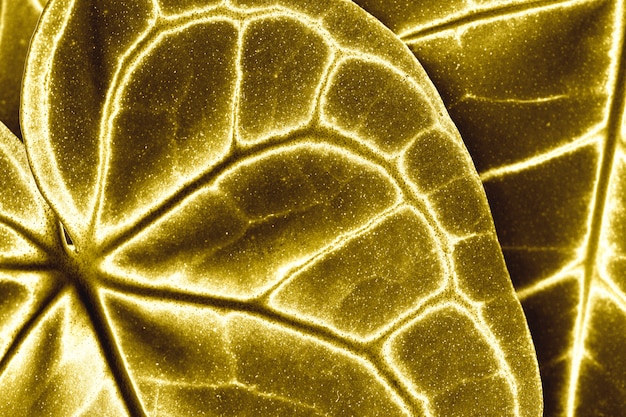 Free Photo golden leaf background