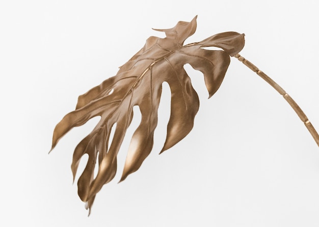 Free photo golden monstera leaf isolated