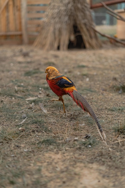 Golden Pheasant (Chrysolophus pictus) or Chinese Pheasant outdoors