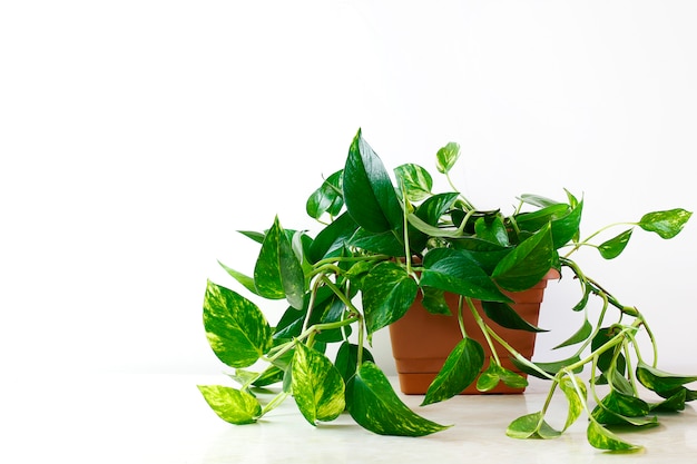 Golden pothos or Epipremnum aureum on white table in the living room home and garden