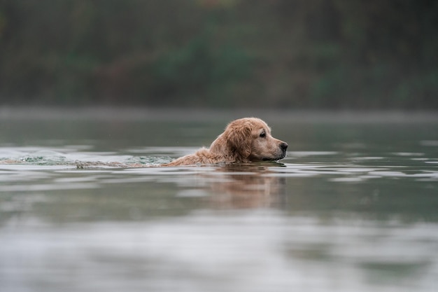 Free Photo golden retriever is bathing in a lake at foggy weather