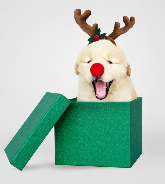 Free photo golden retriever puppy in a green christmas gift box