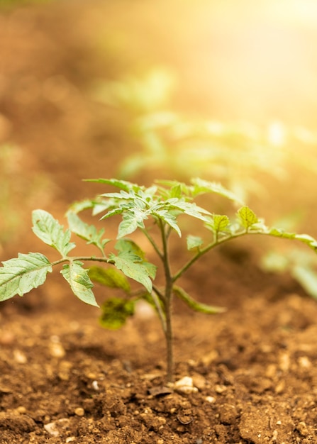 Free Photo golden sun rays with green plant