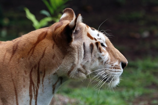 Free photo golden tabby tiger closeup face golden tabby tiger closeup