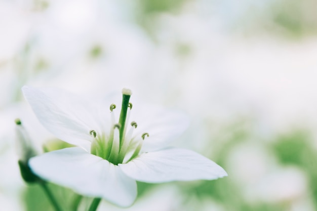 Free photo golden trumpet blooming in park