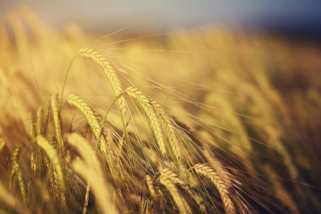 Free Photo golden wheat field during daytime