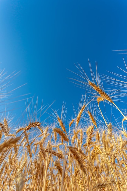 Golden wheat field and sunny day