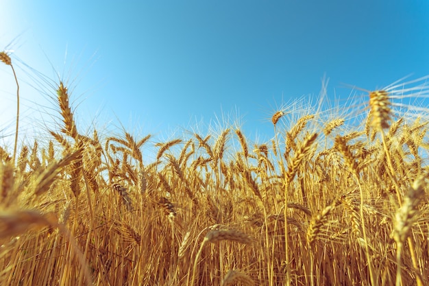 Free Photo golden wheat field and sunny day