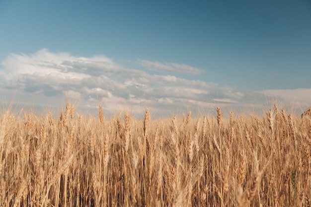 Golden wheat field