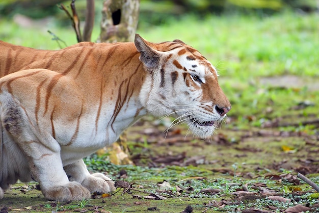 Golder tiger closeup head Golden tabby tiger closeup face Golden tabby tiger closeup