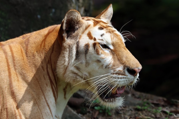 Free photo golder tiger closeup head golden tabby tiger closeup face