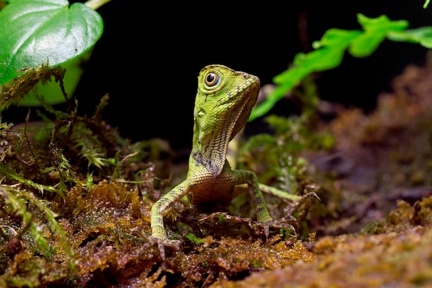 Free photo gonocephalus doriae front view on moss animal closeup