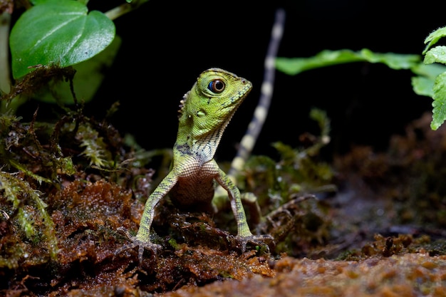 Free photo gonocephalus doriae front view on moss animal closeup