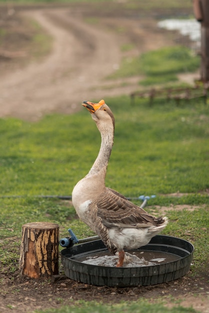 Free photo goose in a ecological farm