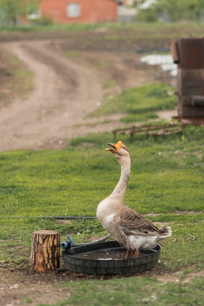 Goose in a ecological farm