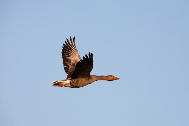 Free photo goose flying wiht a blue sky in the background