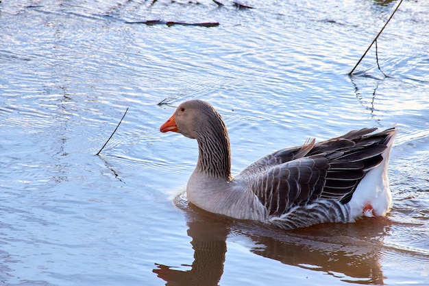 Goose swimming in a lake