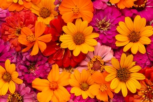 flower backgrounds