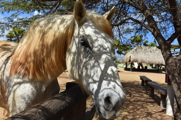 Gorgeous face of a dappled draft horse in a paddock.