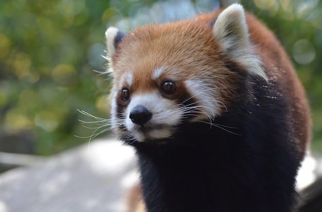 Free photo gorgeous face of a red panda bear with long whiskers.