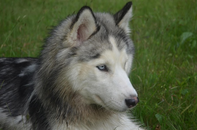 Gorgeous face of a Siberian husky dog.