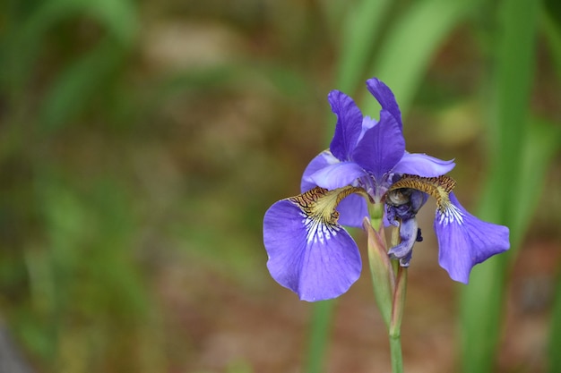 Free photo gorgeous flowering siberian iris flower blossom in a garden.