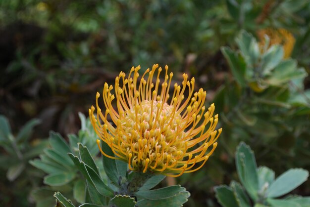 Gorgeous Flowering Yellow Protea Flower in Hawaii