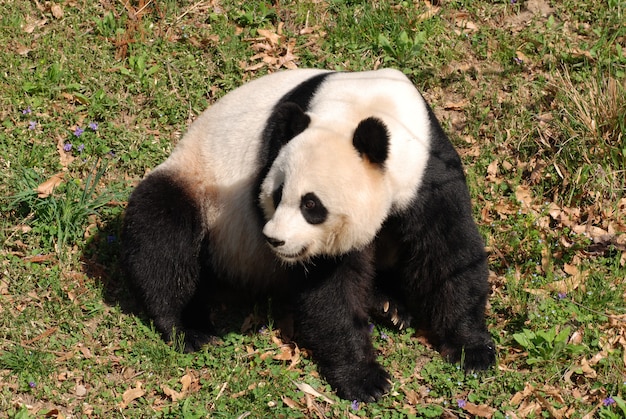 Free photo gorgeous giant panda bear sitting down.