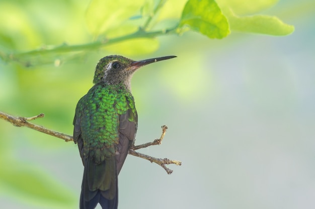 Gorgeous green bee hummingbird from behind, looking to the side on the end of a branch