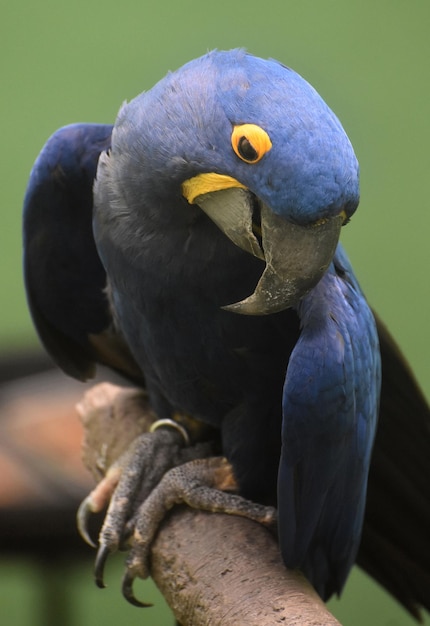 Free photo gorgeous little hyacinth macaw parrot up close