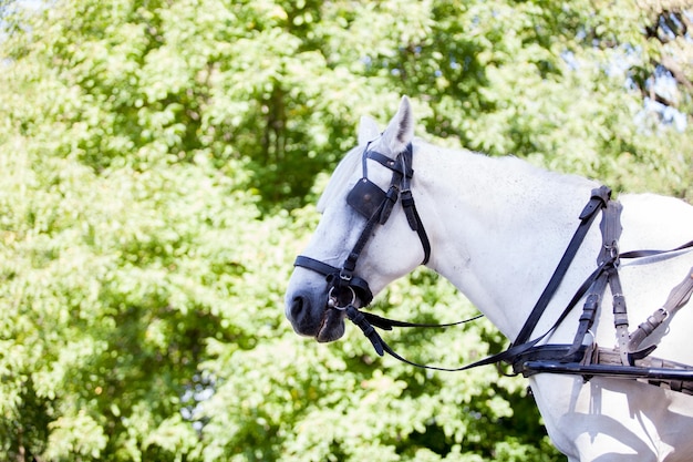 Free photo gorgeous white horse in the nature. beautiful animal