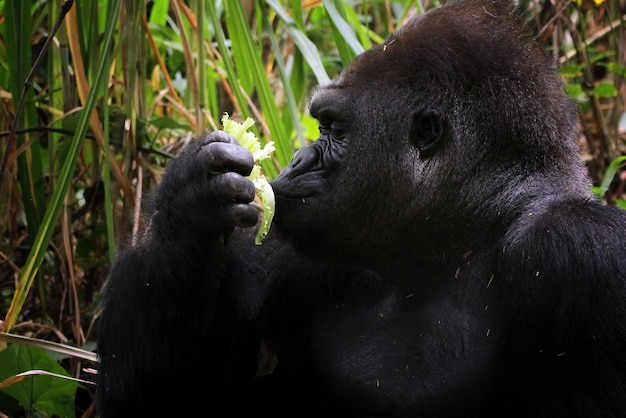 Free photo gorilla closeup from side view