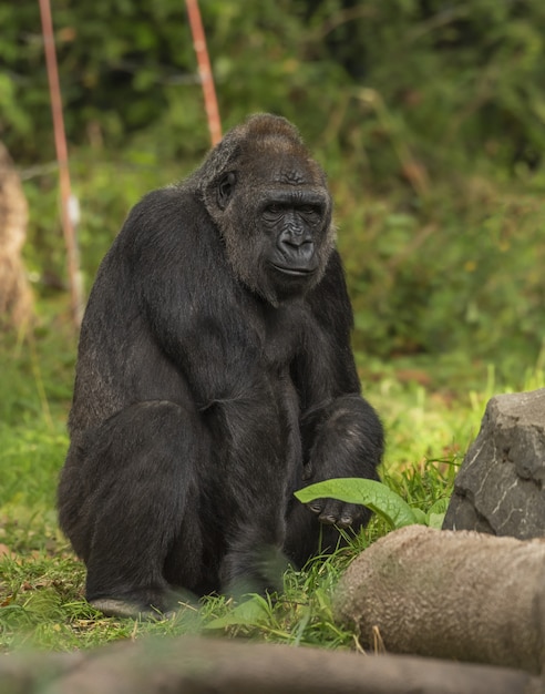 Free photo gorilla sitting on a grassy field