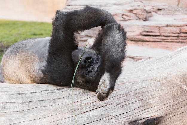 Free photo gorilla