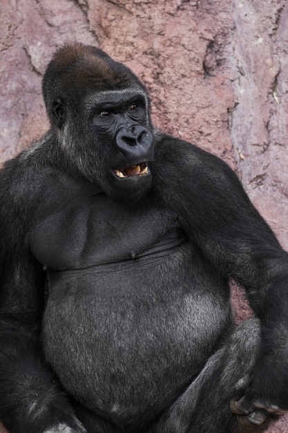 Free photo gorilla