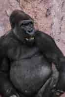 Free photo gorilla