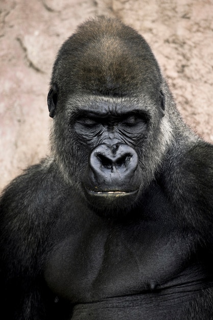 Free photo gorilla