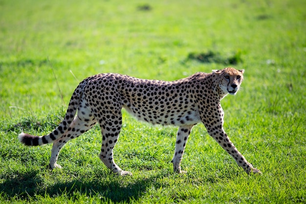 Graceful cheetah walking on a meadow