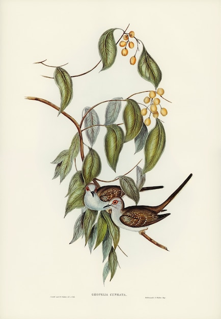 Graceful Ground Dove (Geopelia cuneata) illustrated by Elizabeth Gould 