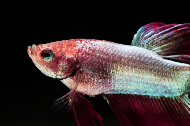 Gradient violet and pink dumbo betta splendens fighting fish