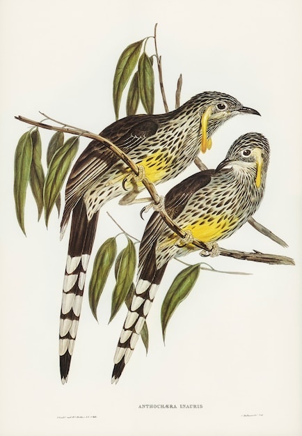 Graeat Wattled Honey-eater (Anthochaera inauris) illustrated by Elizabeth Gould 