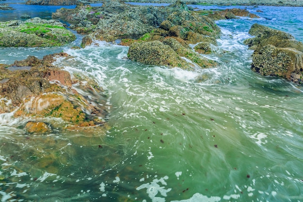 Free photo grand beautiful natural seaweed landscape water