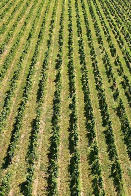 Free photo the grapes in the vineyard wine region of south moravia czech republic