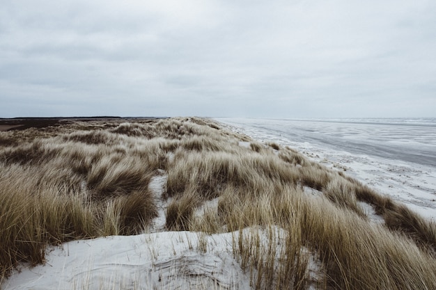 Grass on a beach