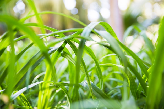 Free photo grass blades on sunny day