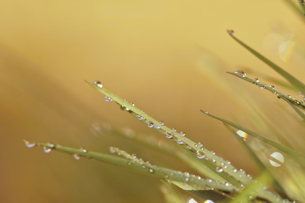 Free Photo "grass in dew drops"